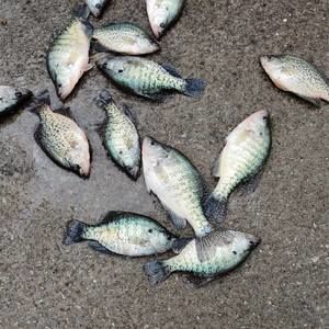 Meet your Posher, Rick